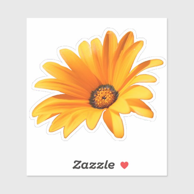 Single Bright Orange Cape Daisy Aufkleber (Blatt)