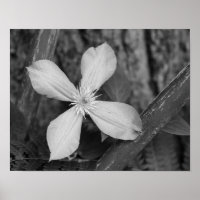 Single Clematis Blume Schwarz-Weiß