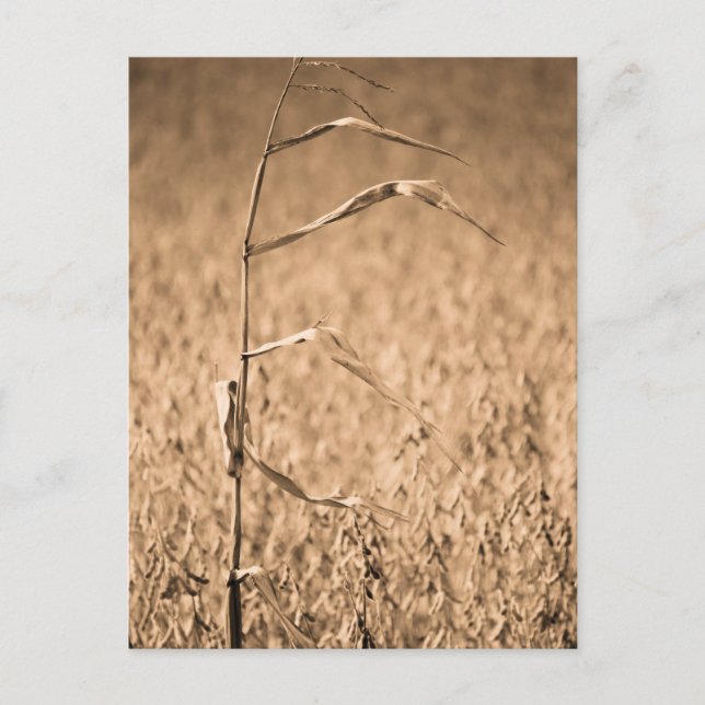 Single Cornstalk vor Ort Postkarte (Vorderseite)