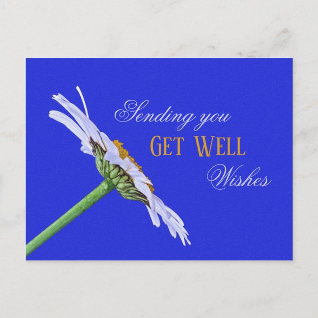 Single Daisy Blume auf Leinwand Postkarte (Vorderseite)