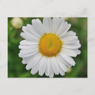 Single Daisy Blume Postkarte