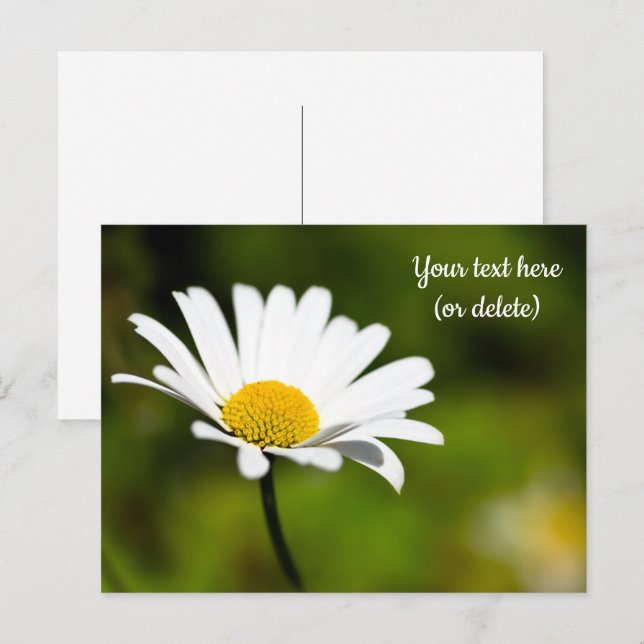 Single Daisy Postcard Postkarte (Vorne/Hinten)
