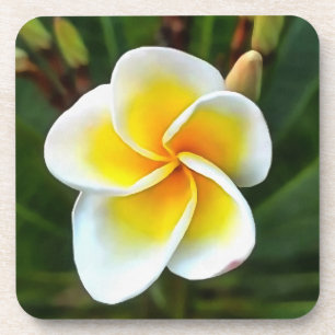 Single Frangipani Blossom Kunstvoll wandern im Val Getränkeuntersetzer
