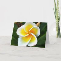 Single Frangipani Blossom Kunstvoll wandern im Val