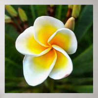 Single Frangipani Blossom Kunstvoll wandern im Val