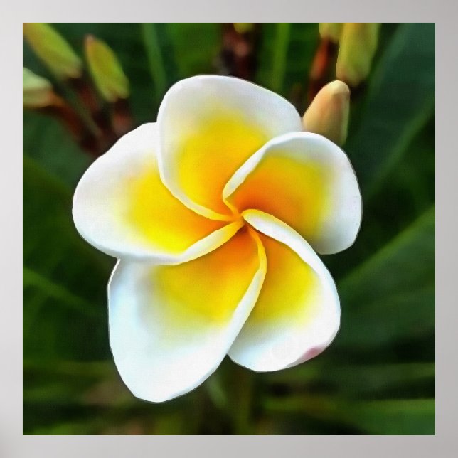Single Frangipani Blossom Kunstvoll wandern im Val Poster (Vorne)