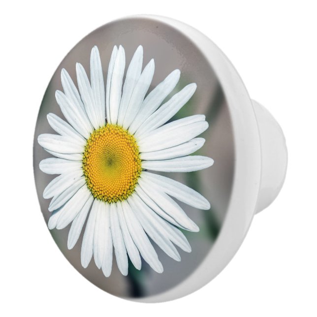 Single-Gänseblümchen-Blumen-Keramik-Griff Keramikknauf (Rechts)