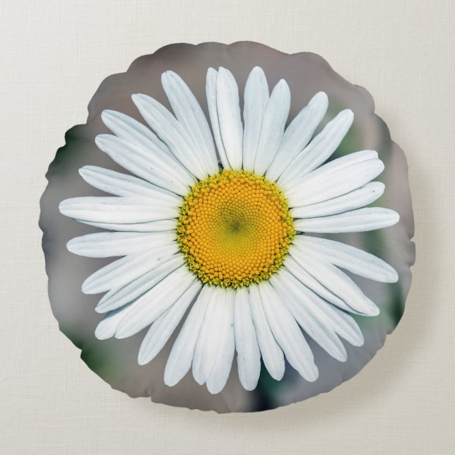 Single-Gänseblümchen-Blumen-rundes Kissen (Vorderseite)
