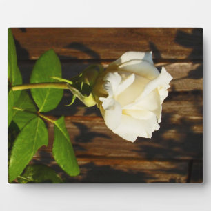 Single Gelb Rose ~ 8x10 mit Easel Fotoplatte