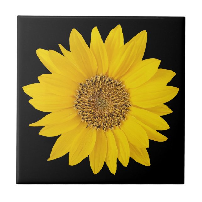 Single Gelbe Sonnenblume auf schwarzer Keramik Til Fliese (Vorderseite)