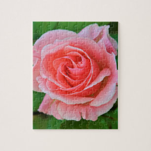 Single Große rosa Rosa Rosa Nah
