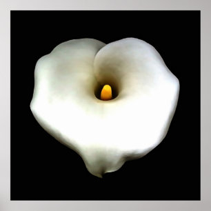 Single Heart Shaped Calla Lily Abgeschieden Poster