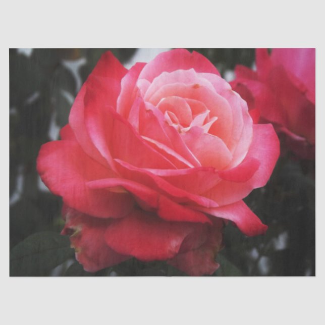 Single Lachs Rose Seidenpapier (Vorderseite)