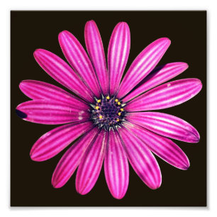 Single Lila African Daisy Blume 8x8 Fotodruck