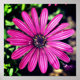Single Lila Afrikanische Blume Daisy Poster