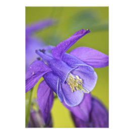 Single Lila Columbine Blume Fotodruck