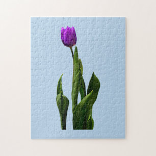 Single Lila Tulip