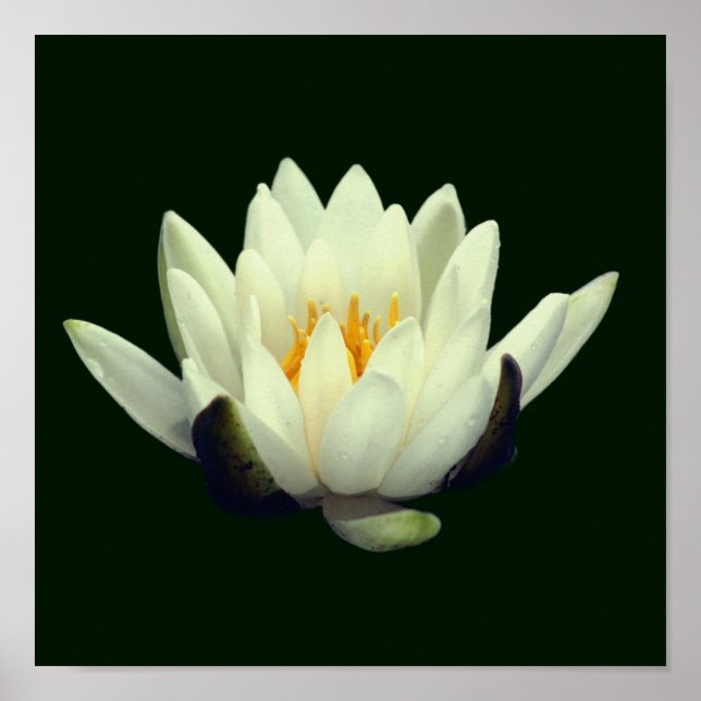 Single Lotus Blossom Poster (Vorne)