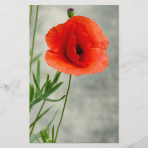 Single Mohn Blume Foto Flyer