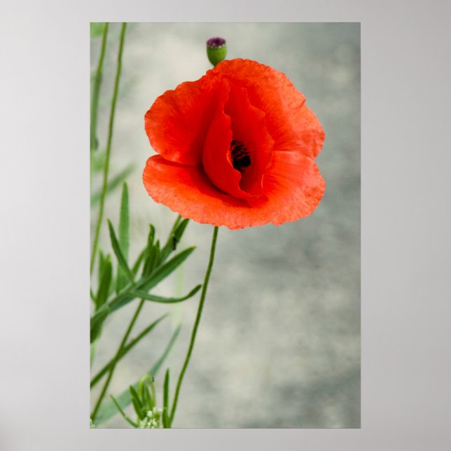 Single Mohn Blume Foto Poster (Vorne)