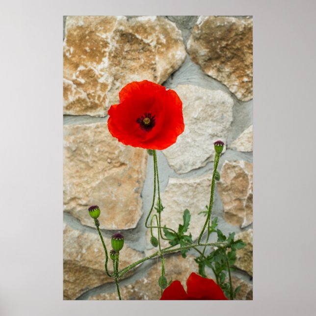 Single Mohn Blume und eine Steinmauer dahinter Poster (Vorne)