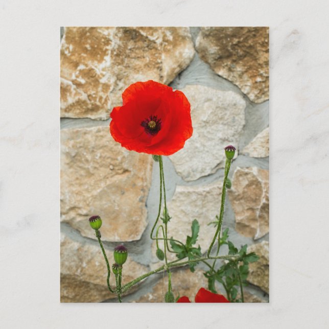 Single Mohn Blume und eine Steinmauer dahinter Postkarte (Vorderseite)