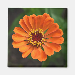 Single Orange Blume Magnet