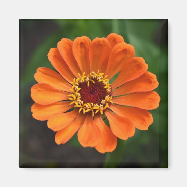 Single Orange Blume Magnet (Vorne)