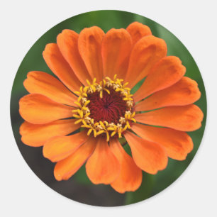 Single Orange Blume Runder Aufkleber