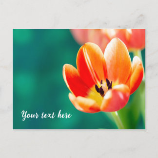 Single Orange Tulip Postcard Postkarte