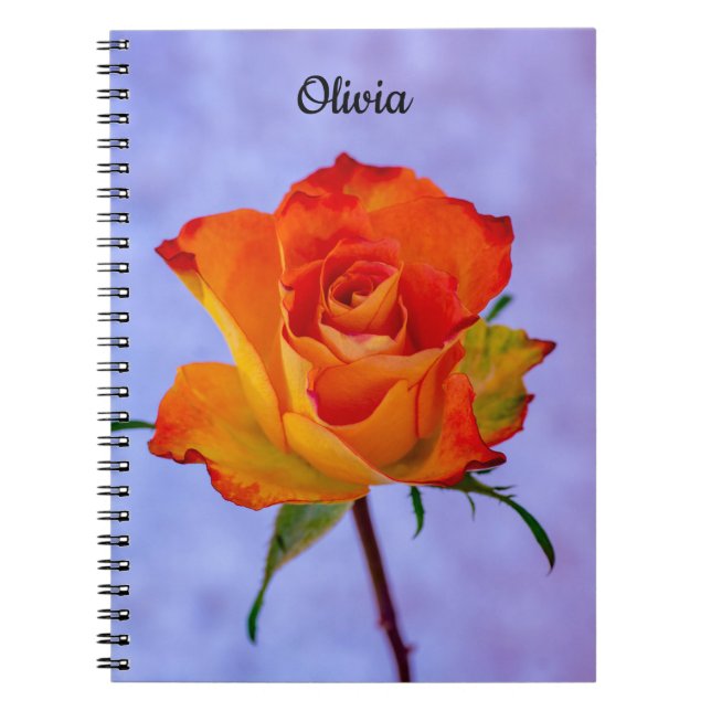 Single Orange und Yellow Rose Spirale Notebook Notizblock (Vorderseite)