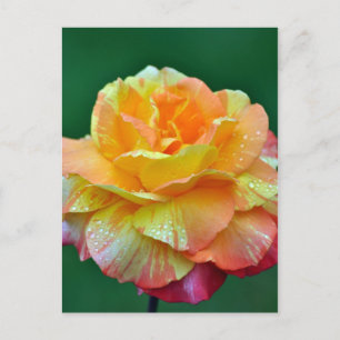 Single Orangentee Rose Postkarte
