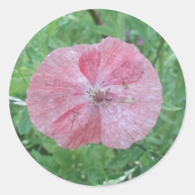 Single Pale Poppy mit grünem Hintergrund Runder Aufkleber (Vorderseite)