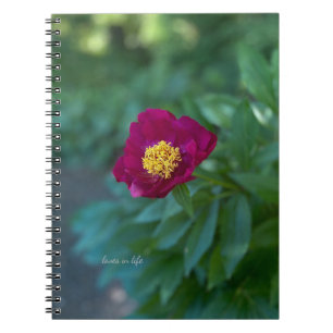 Single Peony Notizblock