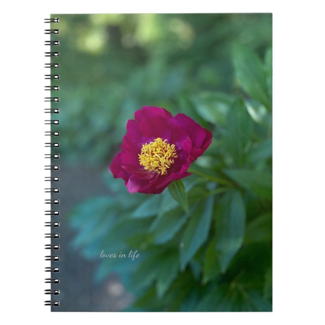 Single Peony Notizblock (Vorderseite)