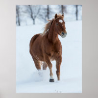 Single Pferd läuft im Schnee