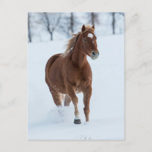 Single Pferd läuft im Schnee Postkarte