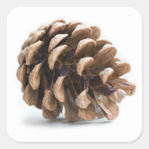 Single pinecon quadratischer aufkleber