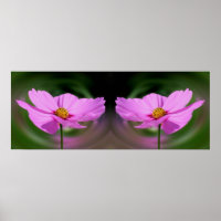 Single Pink Cosmos Blume Mirror Abstrakt