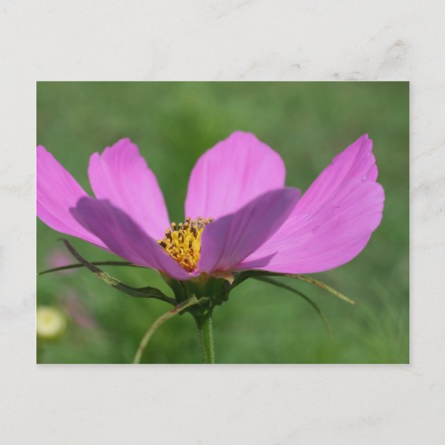 Single Pink Cosmos Blume Postkarte (Vorderseite)