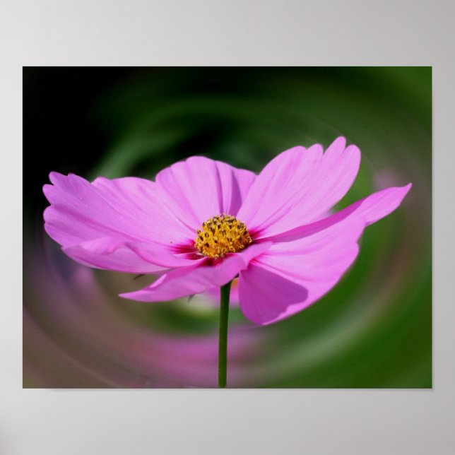Single Pink Cosmos Wildblume Poster (Vorne)