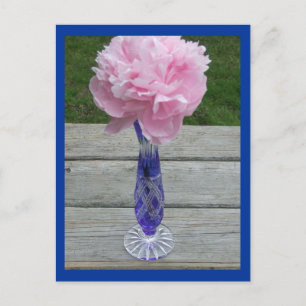 Single Pink Peiny in Blue Caesar Crystal Vase Postkarte