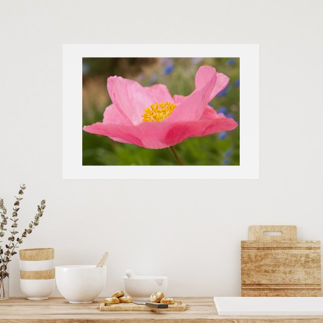 Single Pink Poppy Foto Nah-up Poster (Küche)