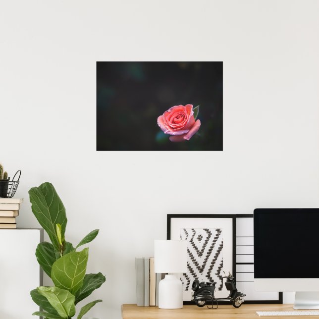 Single Pink Rose with Dew Poster (Heimbüro)
