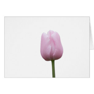 Single Pink Tulip Bud mit Gedicht