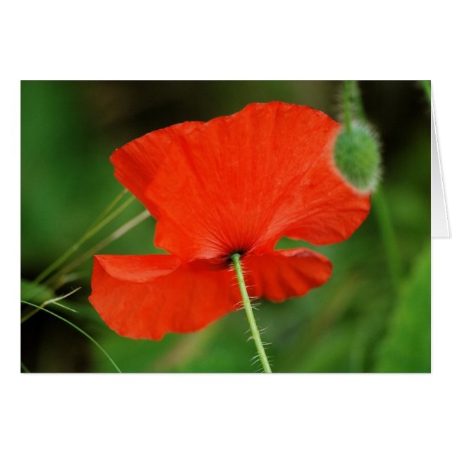 Single Poppy von Steven Dale (Vorderseite (Horizontal))