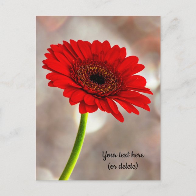 Single Red Gerbera Postcard Postkarte (Vorderseite)