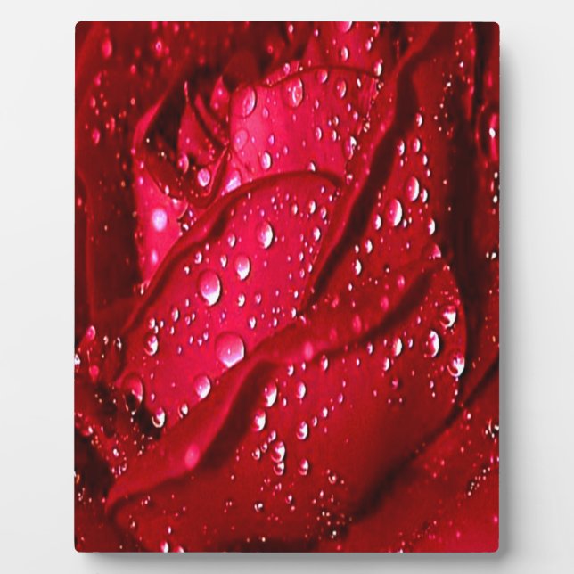 Single Red Rose in the Rain Fotoplatte (Vorderseite)