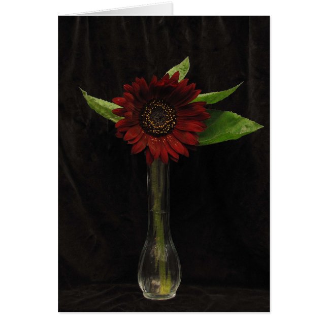 Single Red Sunflower Blank Card (Vorne)