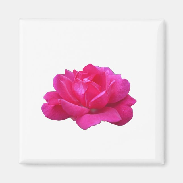 Single Rosa Blume Magnet (Vorne)